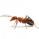 Ants