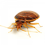 Bedbugs