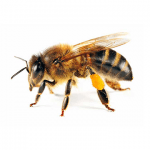 Bees