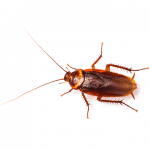 Cockroaches