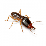 Termites