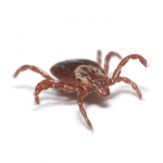 Ticks