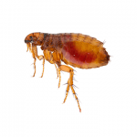 Fleas