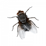 Flies