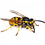 Hornets