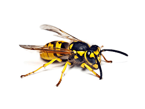 Pest Library - hornet