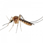 Mosquitoes