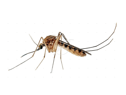 Pest Library - mosquitoes