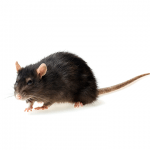 Rodents