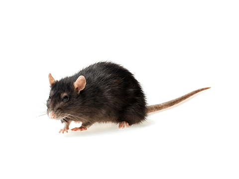 Pest Library - rodents