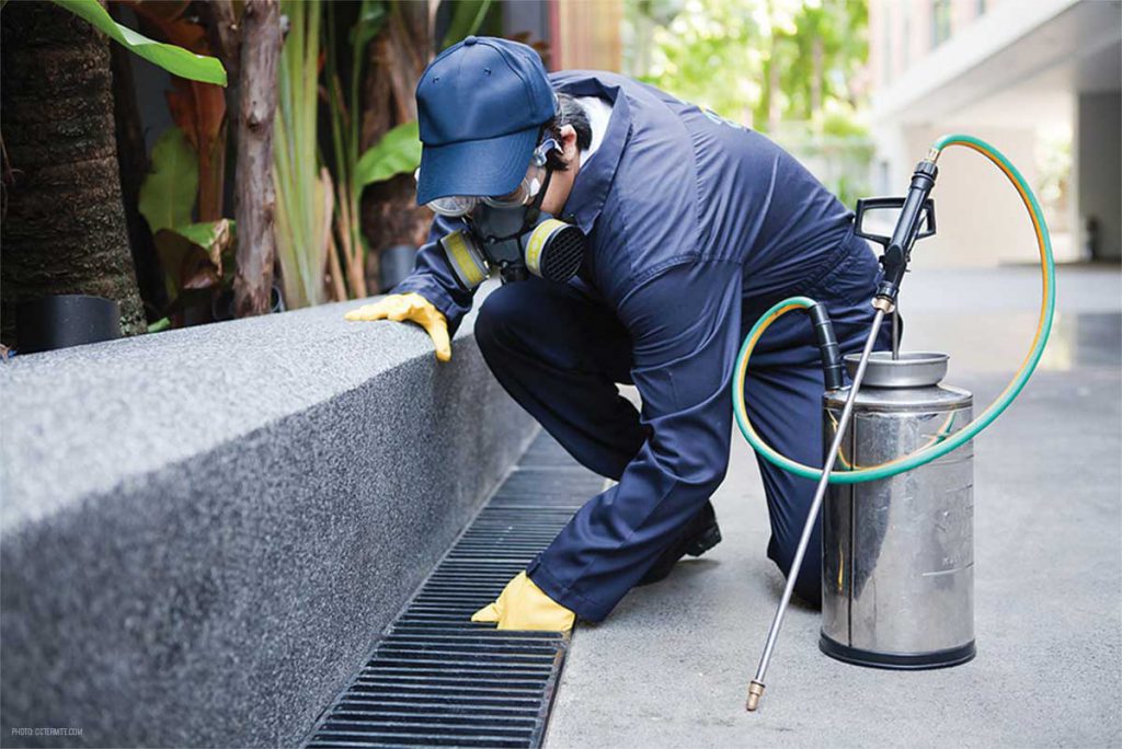 professional-rodent-control-service-malaysia